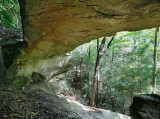 Honeysuckle Arch