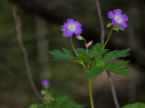 Wild Geranium