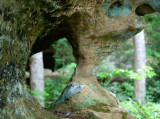 Rough Trail Window