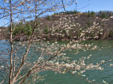 Spring at Mill Creek Lake