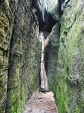 Moss covering the walls