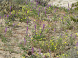 Carizzo Badlands Overlook