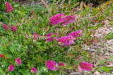 Pink Bottlebrush