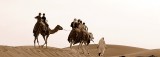 Crossing the desert on camels.