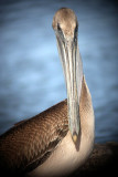 Brown Pelican