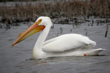 Anerican White Pelican