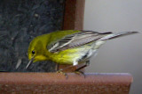 Pine Warbler