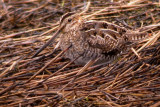 Common Snipe