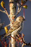 Pine Siskin