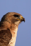 Red-Tailed Hawk