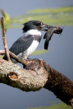 Belted Kingfisher