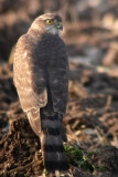 Sharp-Shinned Hawk