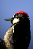 Acorn Woodpecker
