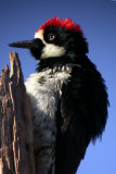 Acorn Woodpecker