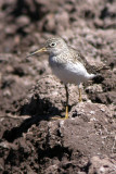 Solitary Sandpiper