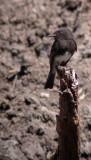 Black Phoebe