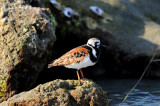 Ruddy Turnstone at Sebastian Inlet