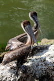 Pair of Brown Pelicans