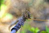 Caterpillar