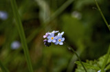 Forget Me Nots #2