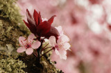 Little Plum Flowers