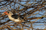 Von der Deckens Hornbill