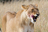 Mara lions.