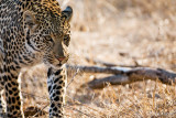 Close leopard encounter