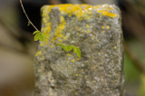New Hazel Nut Leaves