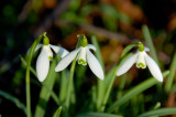 Snowdrop Trio