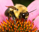 Bombus griseocollis ♂