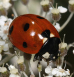 Seven-spotted Lady Beetle