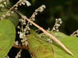 Manomera blatchleyi