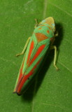 Graphocephala coccinea or fennahi