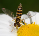  Sphaerophoria contigua ♀