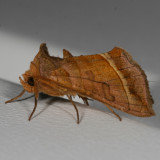 Hodges#8896 * Dark-spotted Looper * Diachrysia aereoides