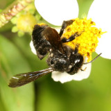 Megachile xylocopoides ♀ * Carpenter-mimic Leafcutter