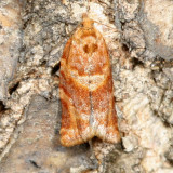Hodges#3602  * Pine Tube Moth * Argyrotaenia pinatubana