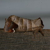 Hodges#7895 * Sigmoid Prominent * Clostera albosigma