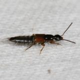 Philonthus rufulus