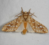 Hodges#8211 * Hickory Tussock Moth * Lophocampa caryae