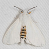 Hodges#8137 * Virginian Tiger Moth * Spilosoma virginica