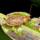 Cockroaches : Blattellidae