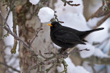 Common blackbird/Koltrast hane