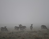 Deers in haze