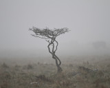Tree in haze