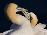 Jan-van-Gent; Gannet