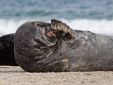 GrijzeZeehond; Grey Seal