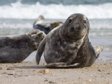 GrijzeZeehond; Grey Seal