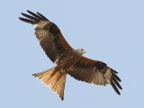 Rode Wouw; Red Kite